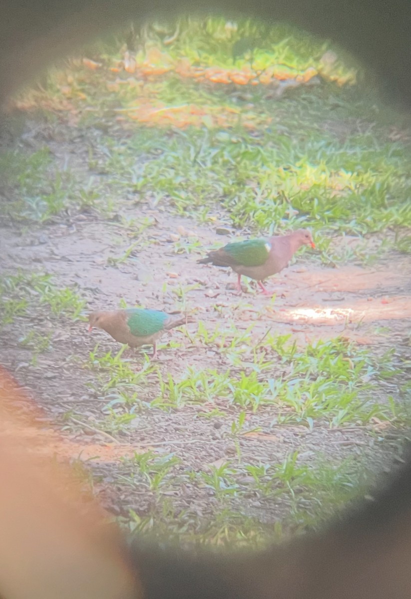 Pacific Emerald Dove - ML646233137