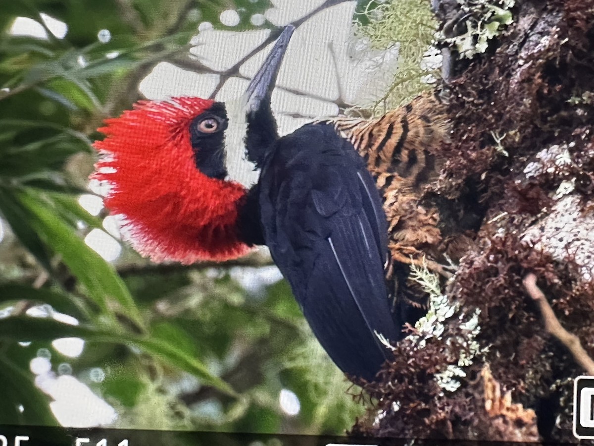 Powerful Woodpecker - ML646233152