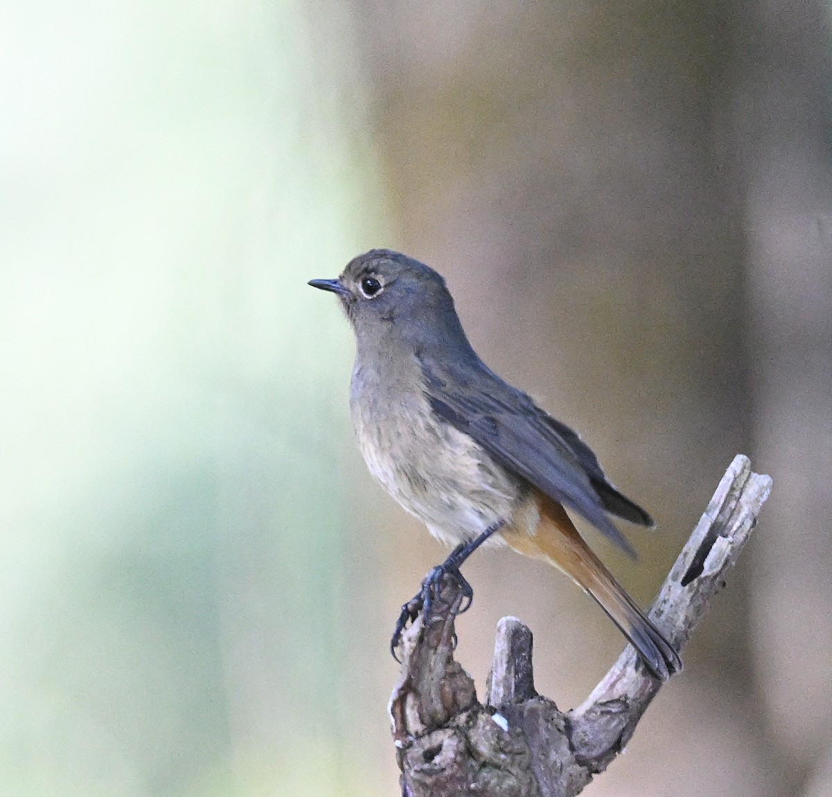 Blue-fronted Redstart - ML646233160
