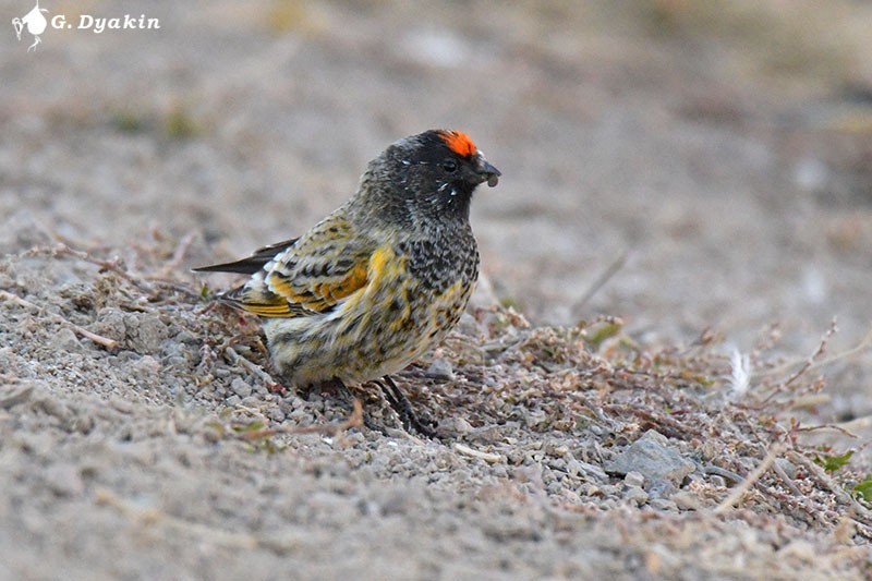 Fire-fronted Serin - ML646233161