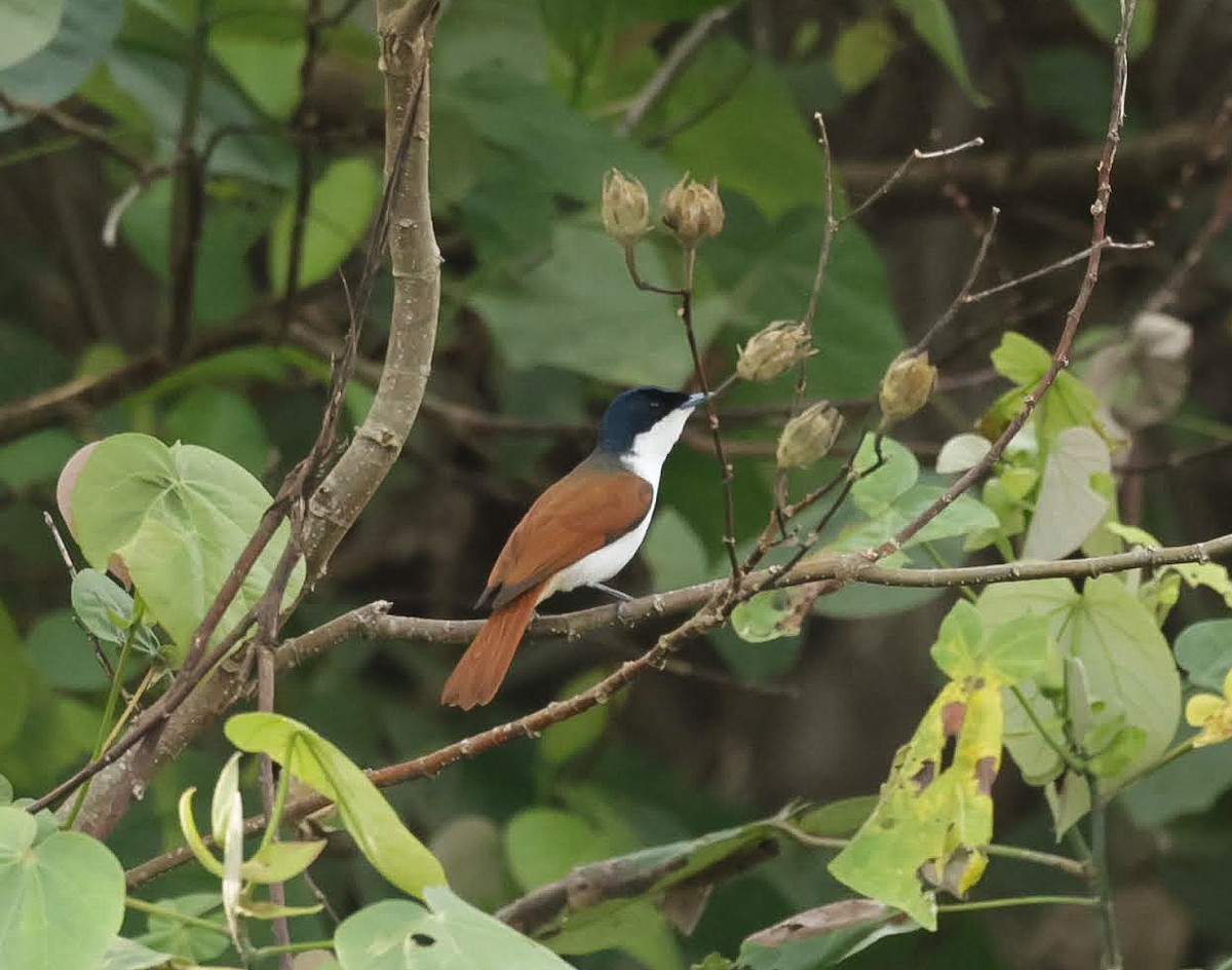 テリヒラハシ - ML646233181