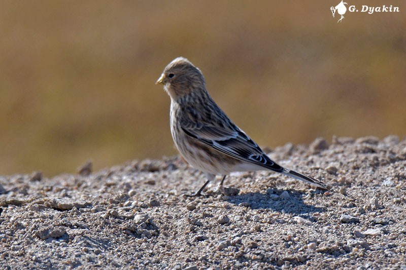 Twite - ML646233183