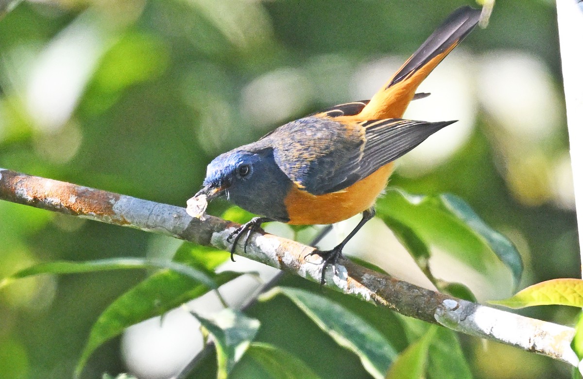 Blue-fronted Redstart - ML646233185