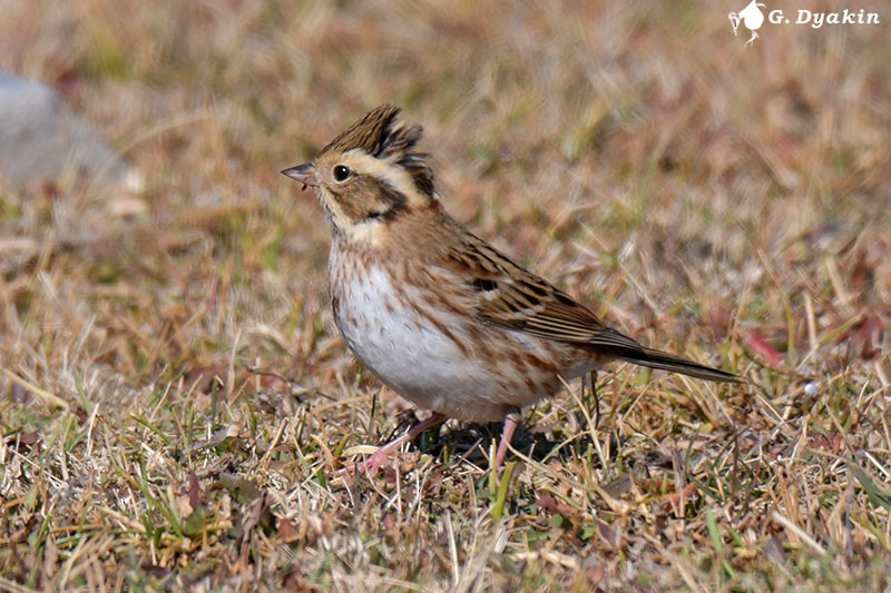 Rustic Bunting - ML646233189