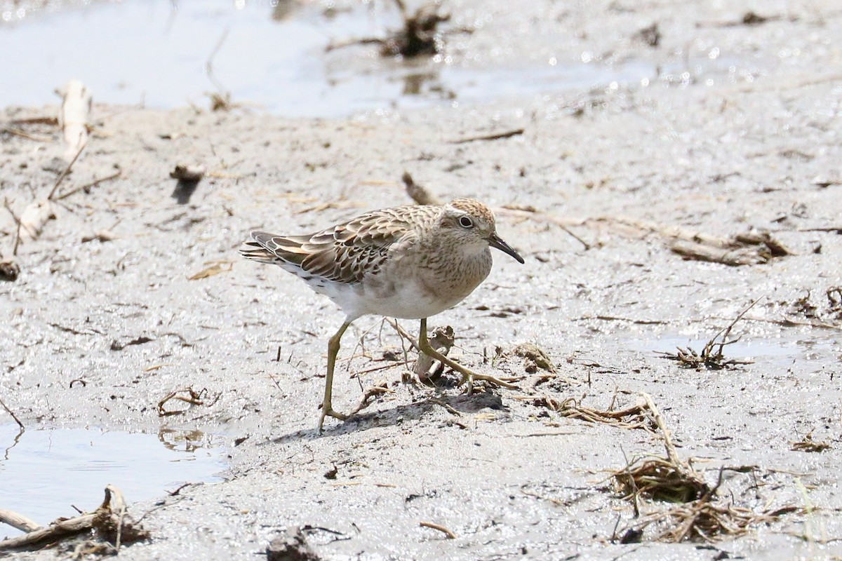 Sharp-tailed Sandpiper - ML646233190