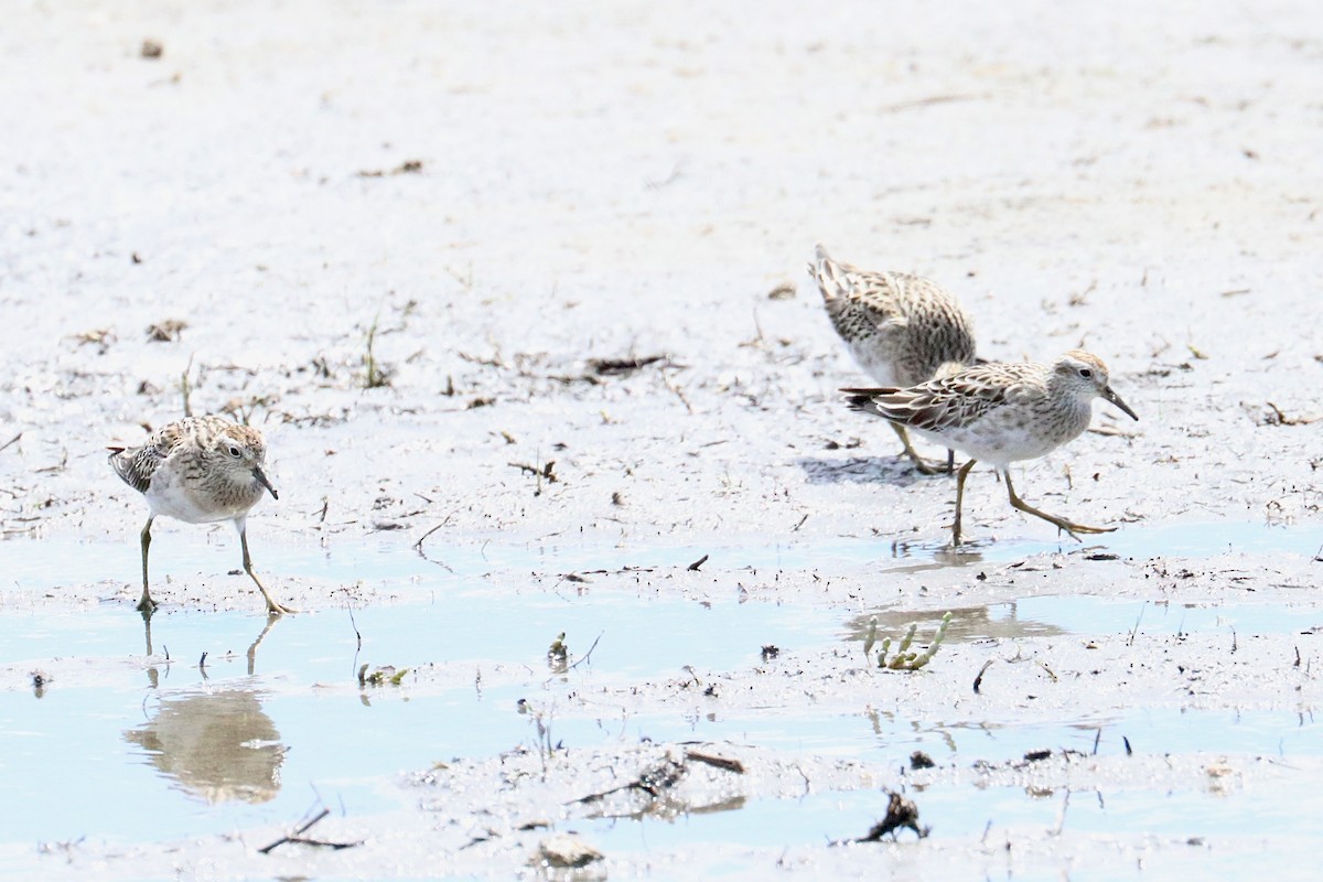 Sharp-tailed Sandpiper - ML646233191