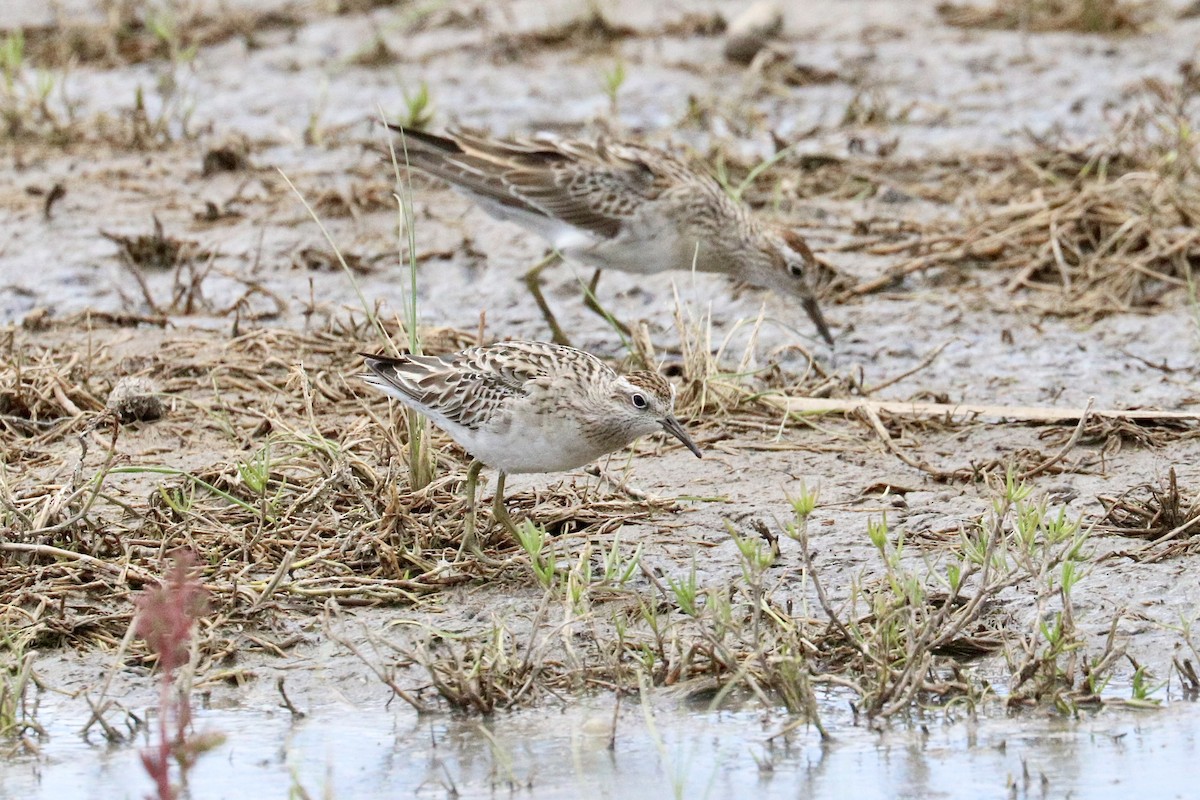 Sharp-tailed Sandpiper - ML646233192