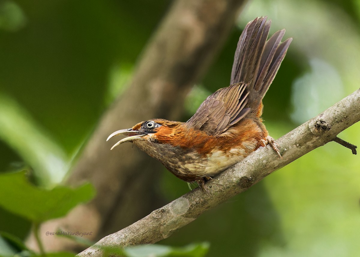Rusty-cheeked Scimitar-Babbler - ML646233193