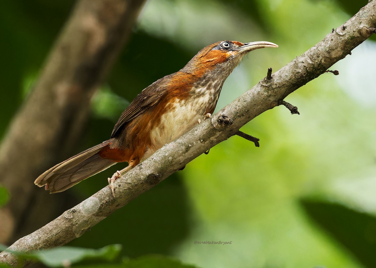 Rusty-cheeked Scimitar-Babbler - ML646233194