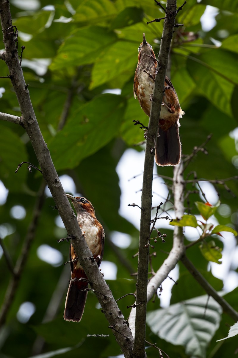 Rusty-cheeked Scimitar-Babbler - ML646233195