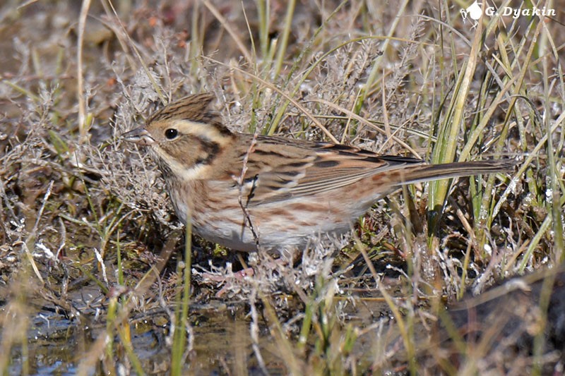 Rustic Bunting - ML646233197