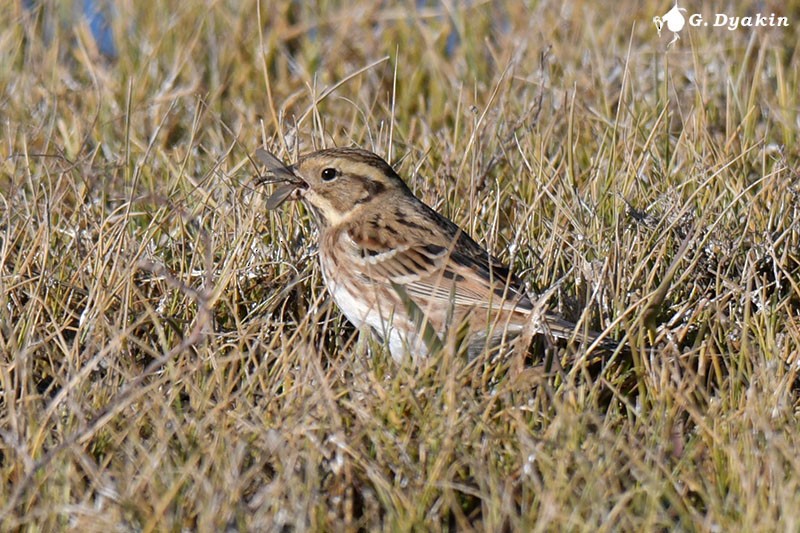 Rustic Bunting - ML646233198