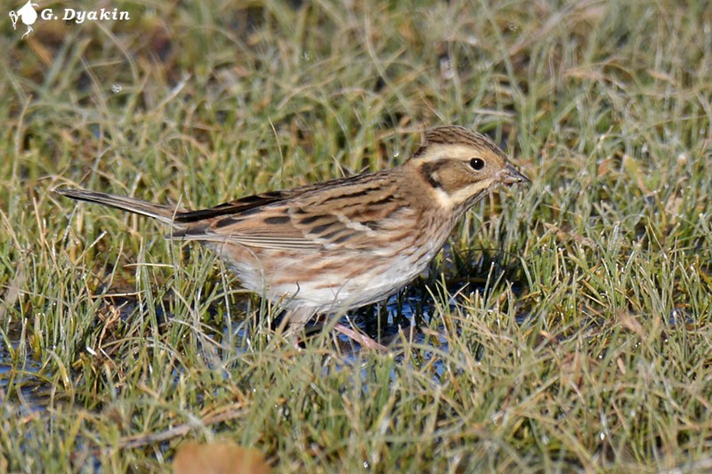 Rustic Bunting - ML646233199