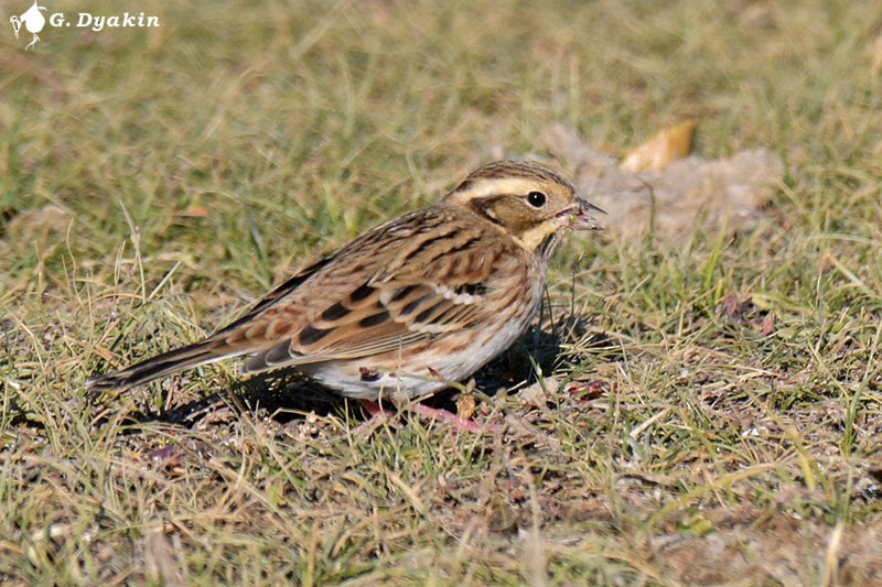 Rustic Bunting - ML646233201