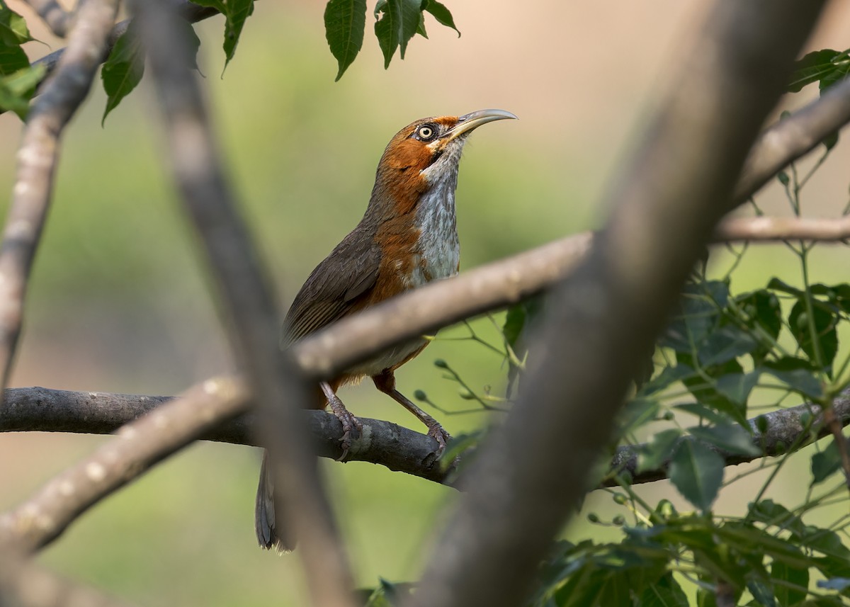 Rusty-cheeked Scimitar-Babbler - ML646233207