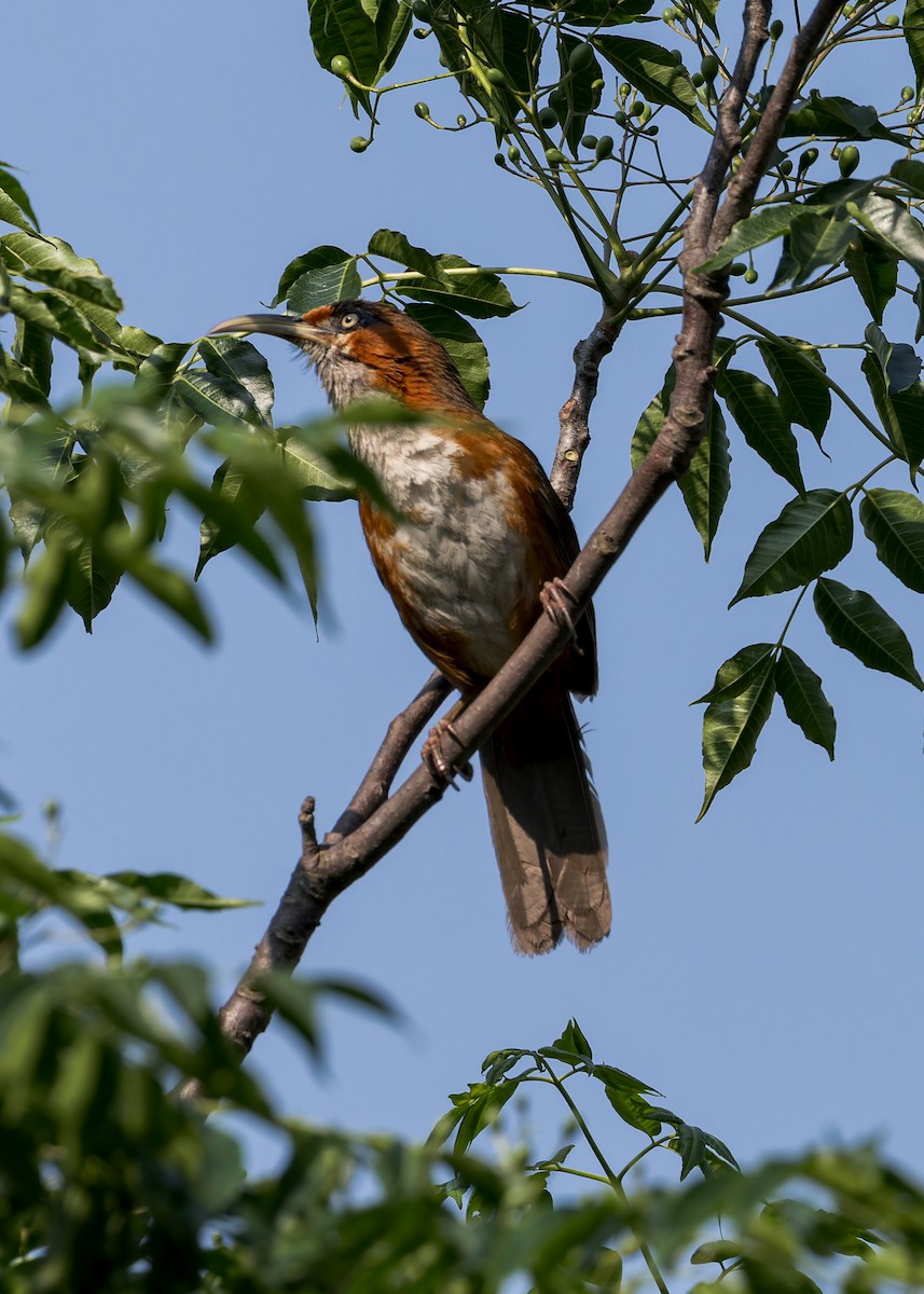 Rusty-cheeked Scimitar-Babbler - ML646233208