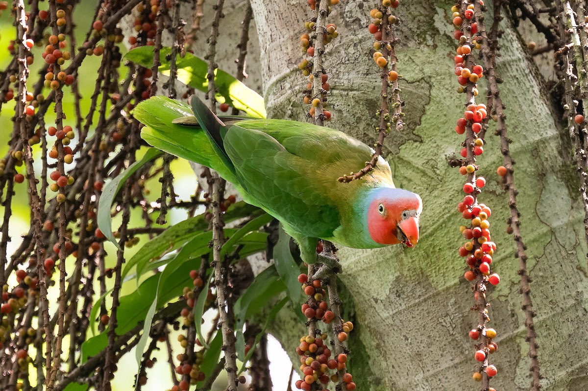 Red-cheeked Parrot - ML646233222