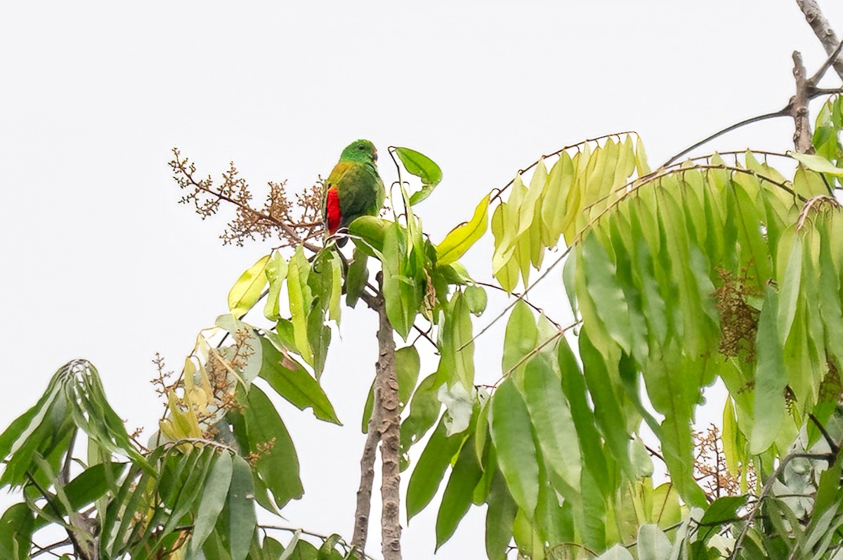 Moluccan Hanging-Parrot - ML646233224