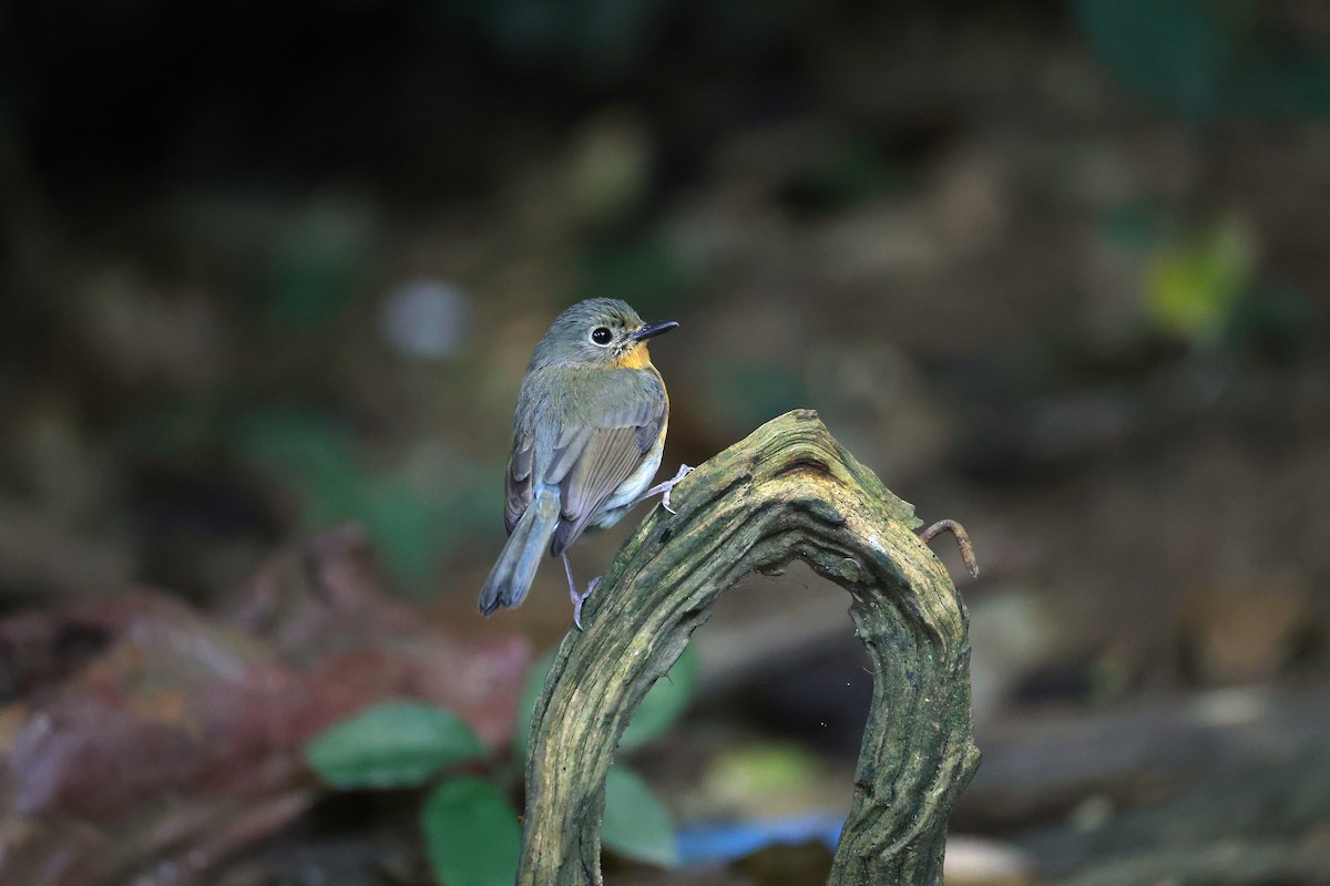 Indochinese Blue Flycatcher - ML646233229