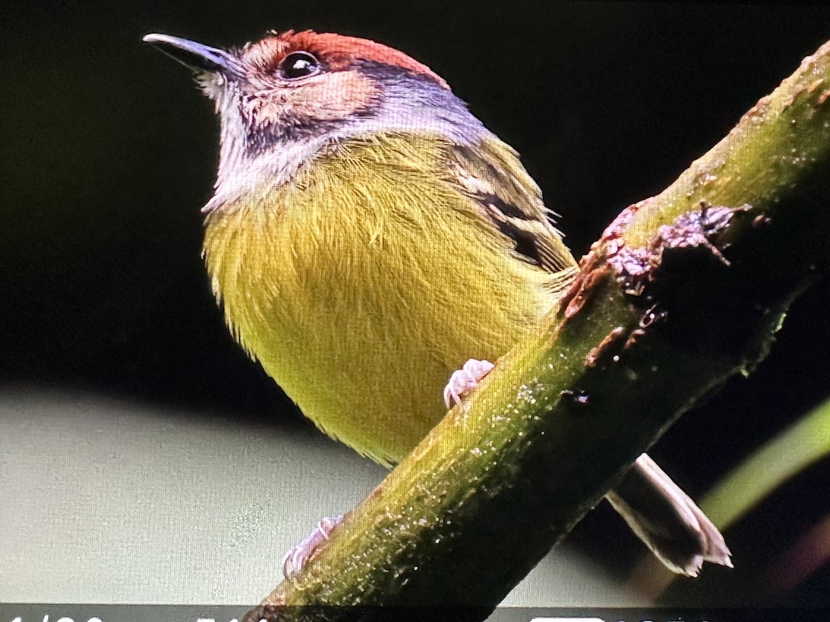 Rufous-crowned Tody-Flycatcher - ML646233231
