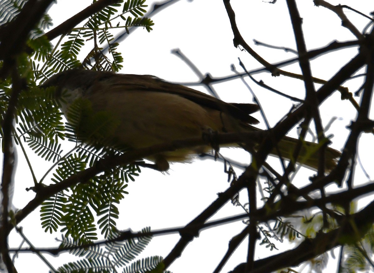 Fauvette orphéane - ML646233233