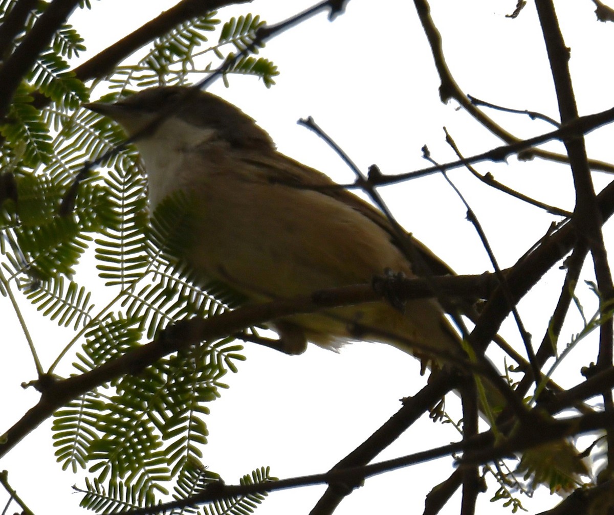 Fauvette orphéane - ML646233235