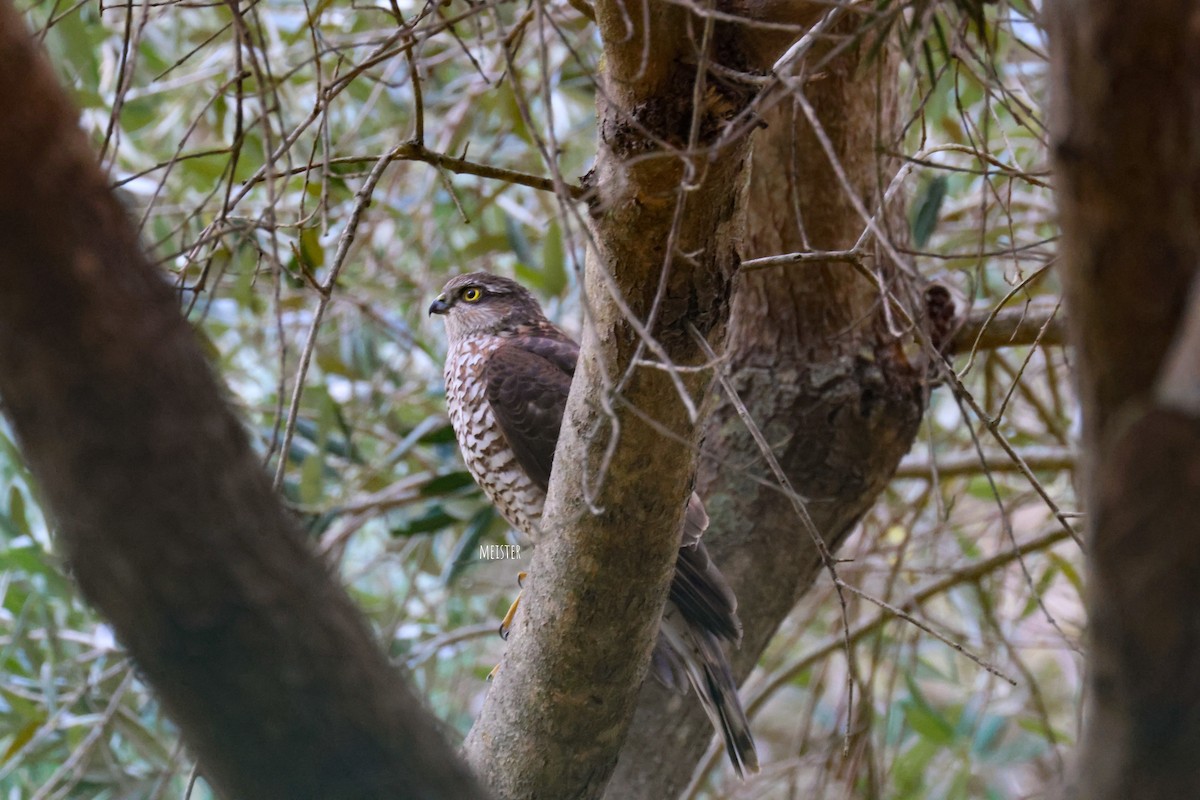 Eurasian Sparrowhawk - ML646233236