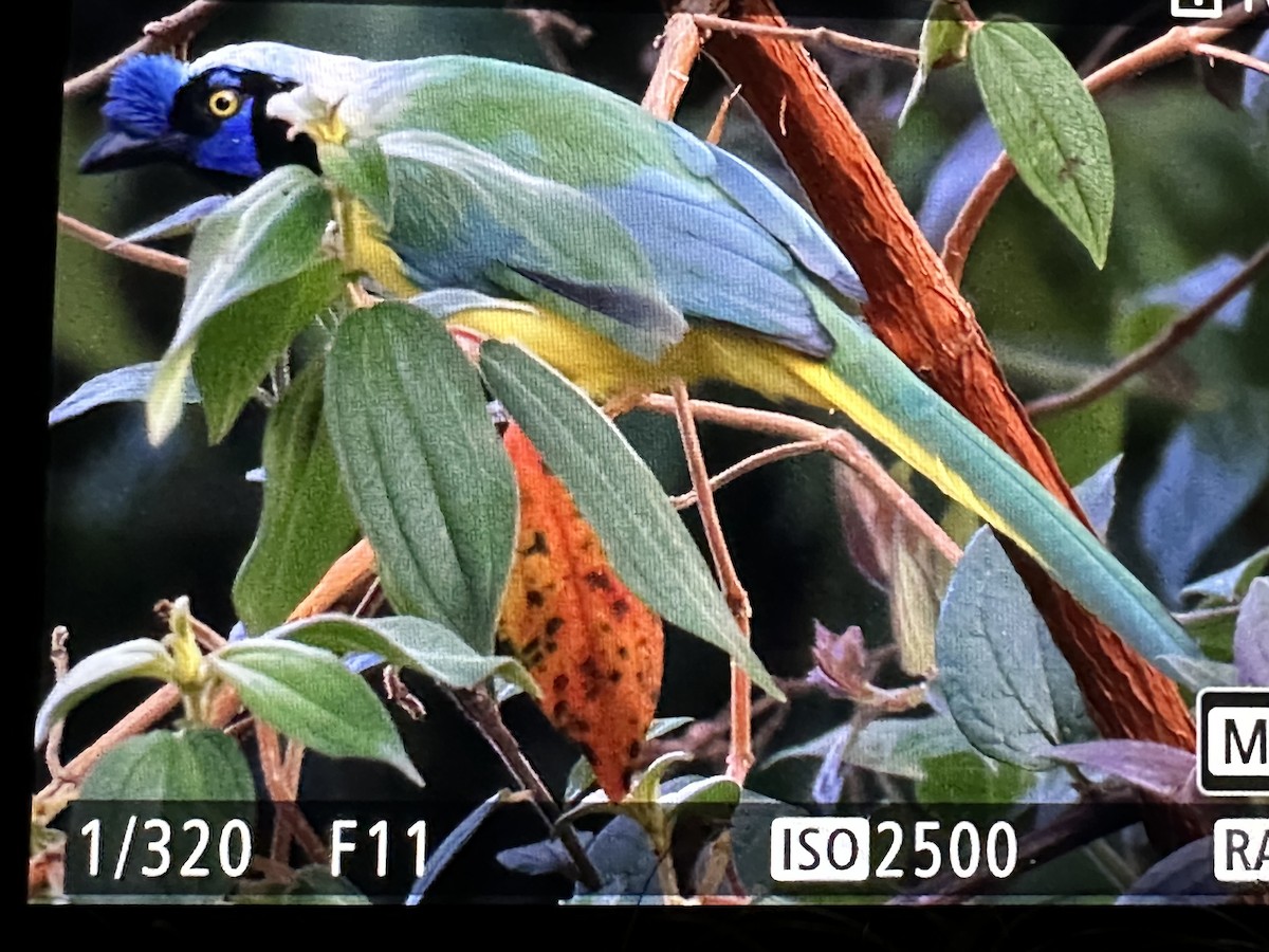 インカサンジャク - ML646233237