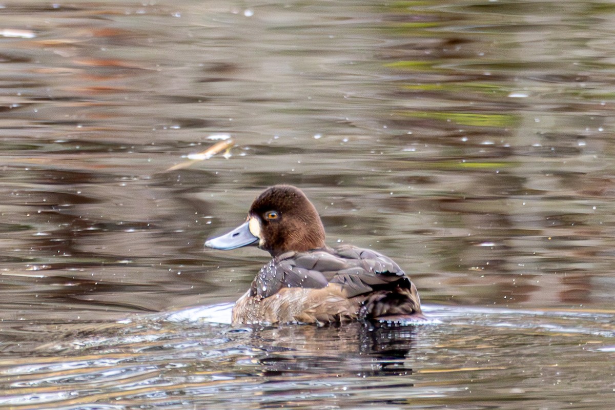 צולל בינוני - ML646233240