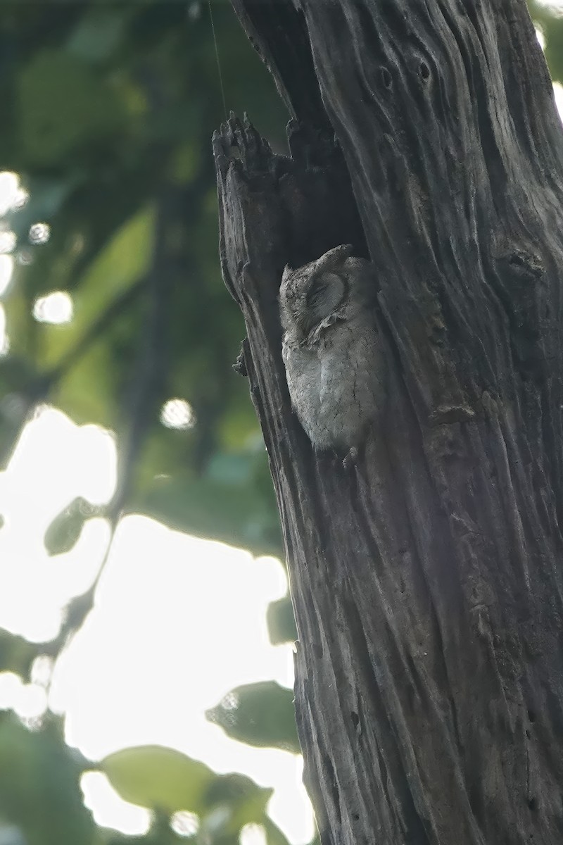 Indian Scops-Owl - ML646233241