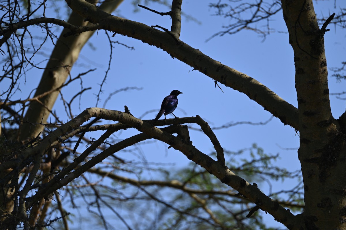 Rüppell's Starling - ML646233242