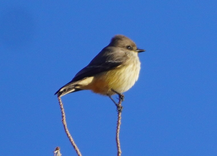 Vermilion Flycatcher - ML646233243