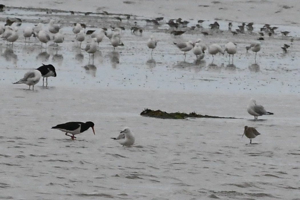 לימוזה חומת-בטן - ML646233244