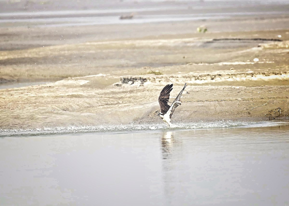 שלך - ML646233245