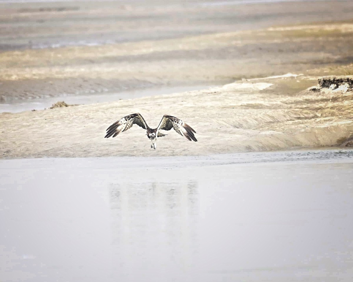 שלך - ML646233247