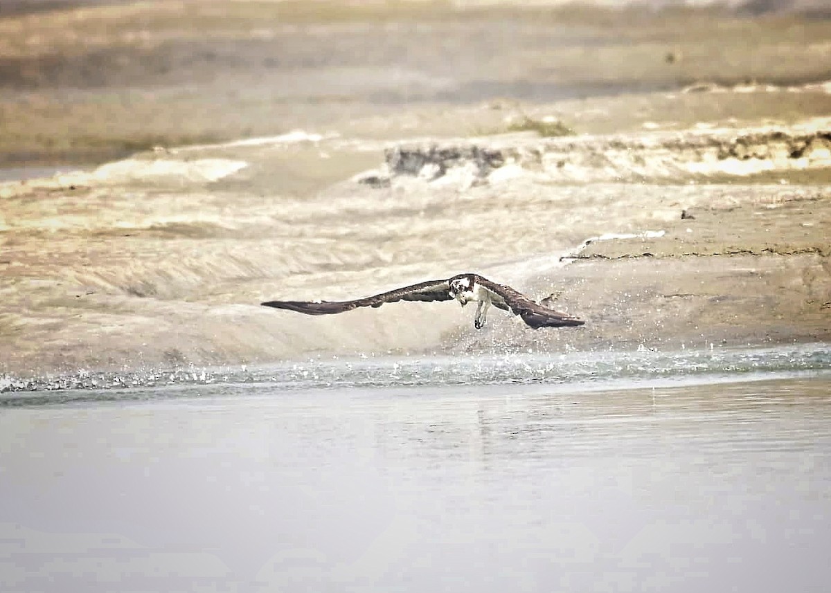 שלך - ML646233248