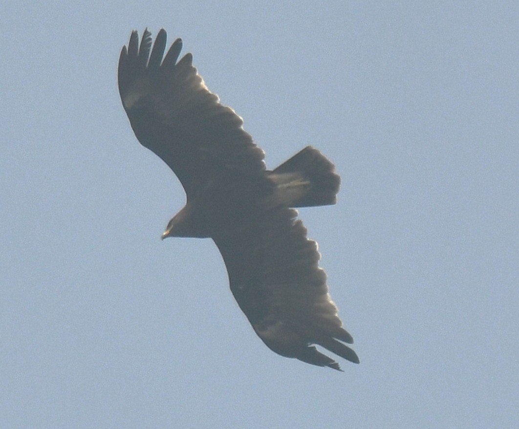 עיט גמדי - ML646233249