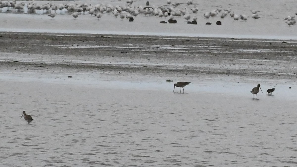 לימוזה חומת-בטן - ML646233251