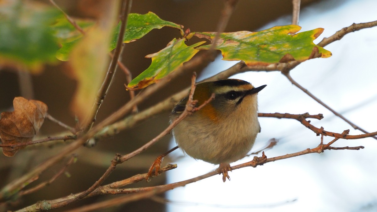 מלכילון לבן-גבות - ML646233253