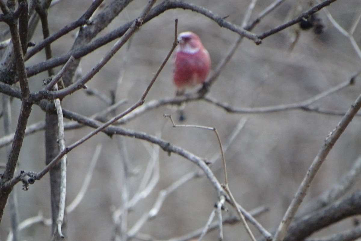 ורדית סיבירית - ML646233254