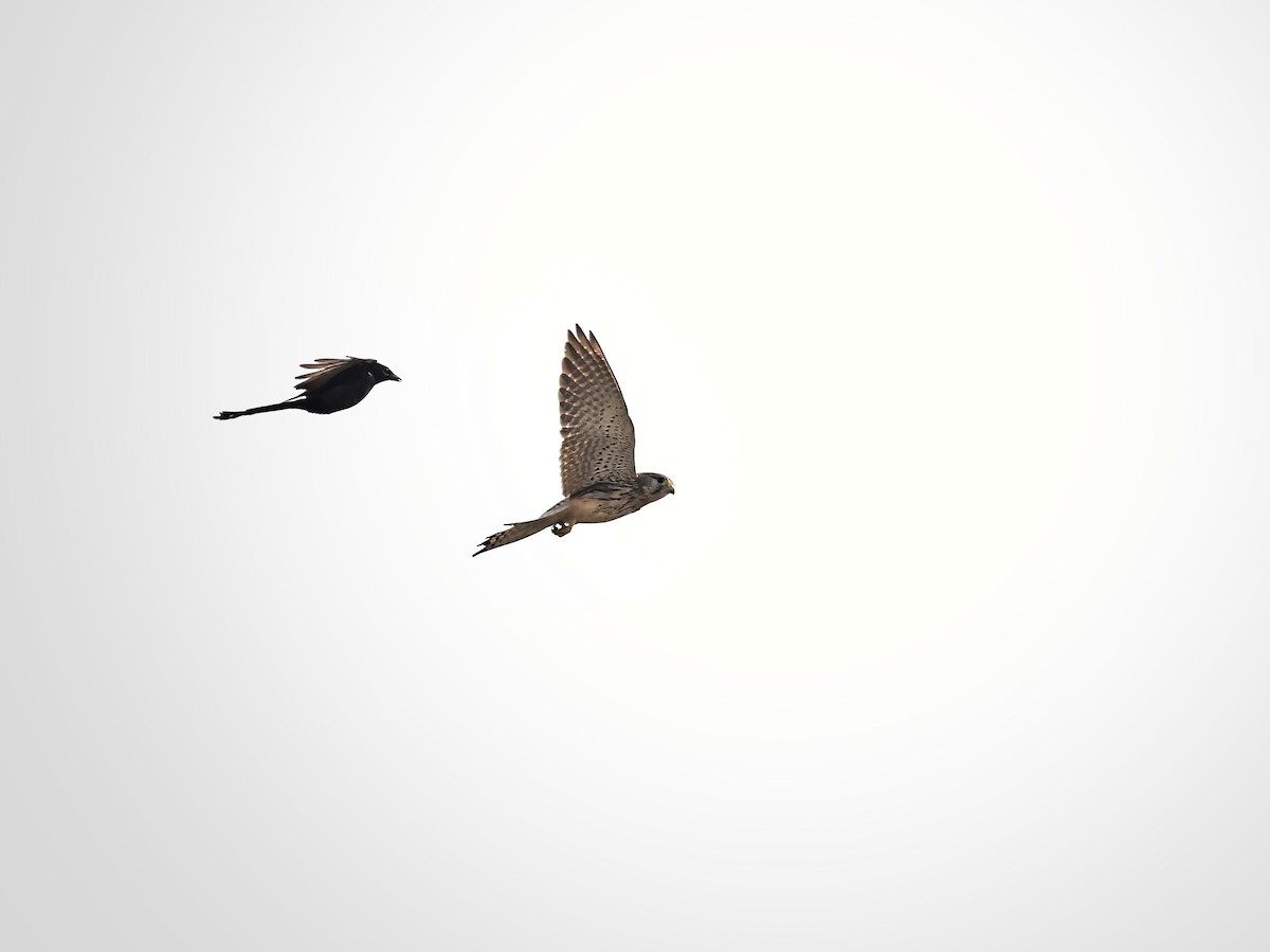 בז מצוי - ML646233256