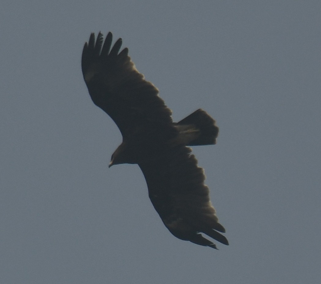 עיט גמדי - ML646233257