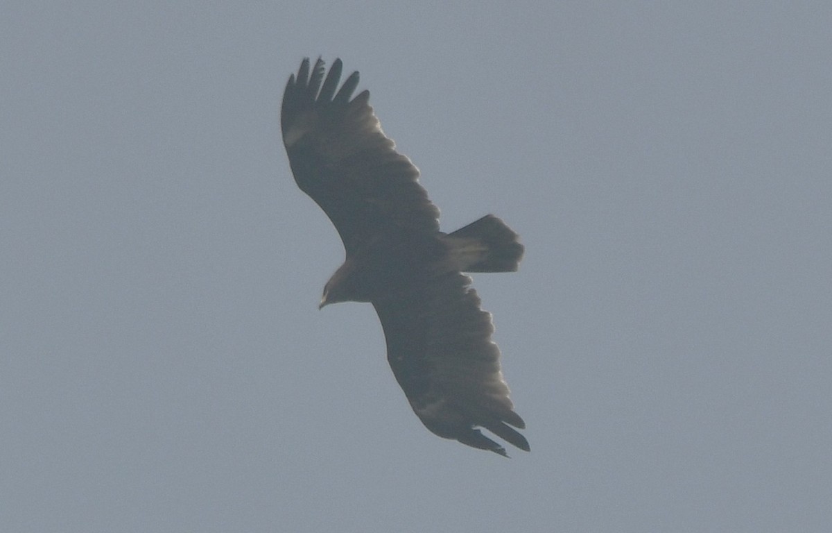 עיט גמדי - ML646233258