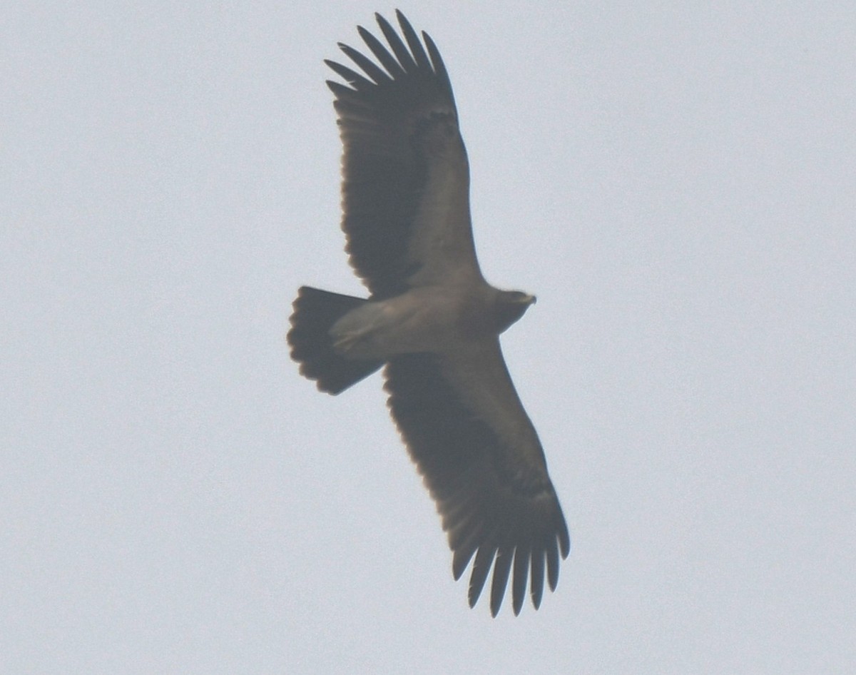 עיט גמדי - ML646233260