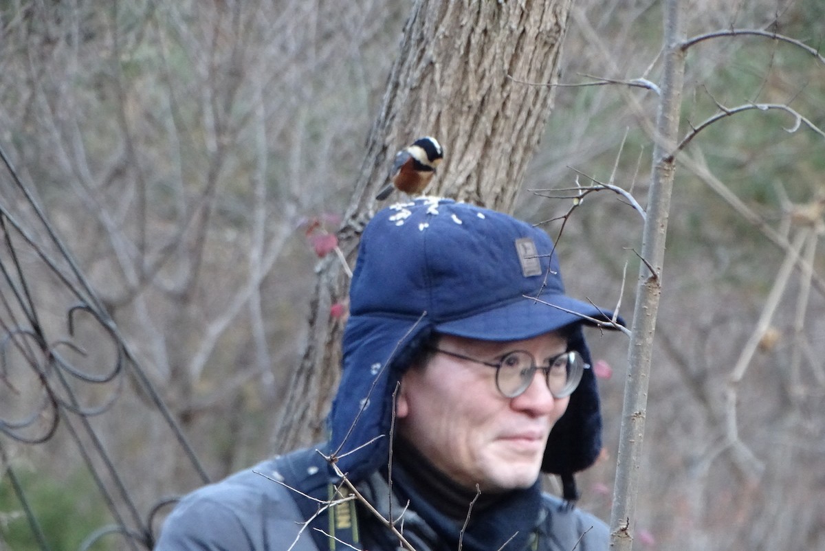 Varied Tit - ML646233261