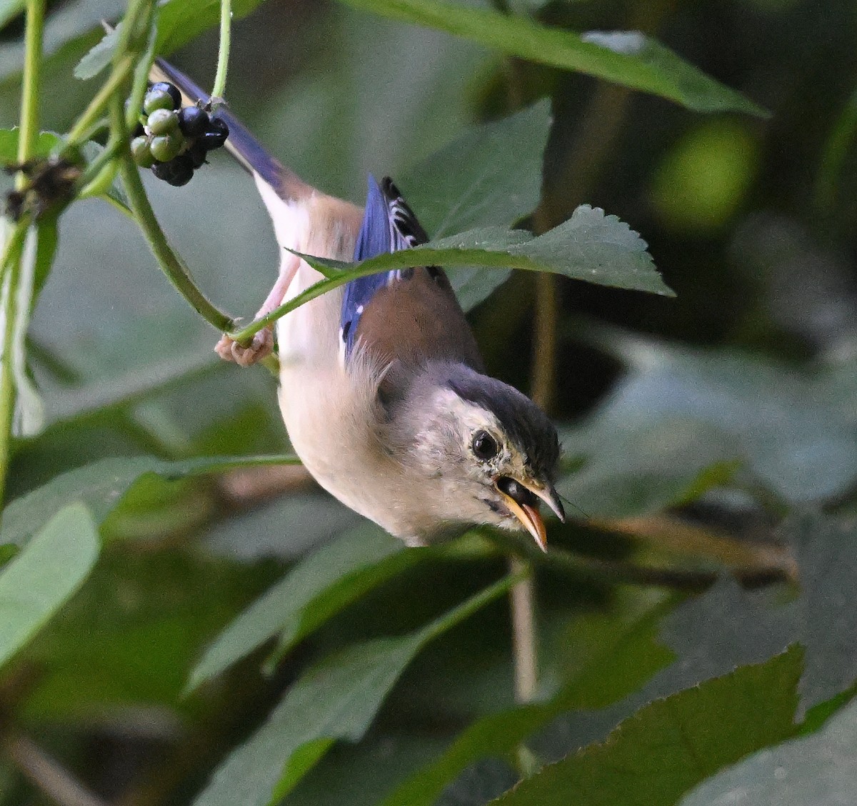 Blue-winged Minla - ML646233262