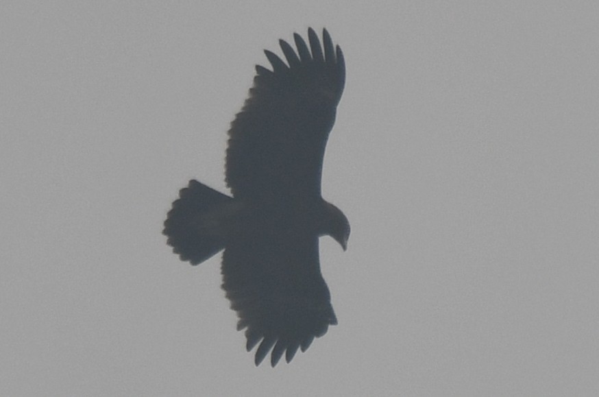 עיט גמדי - ML646233263