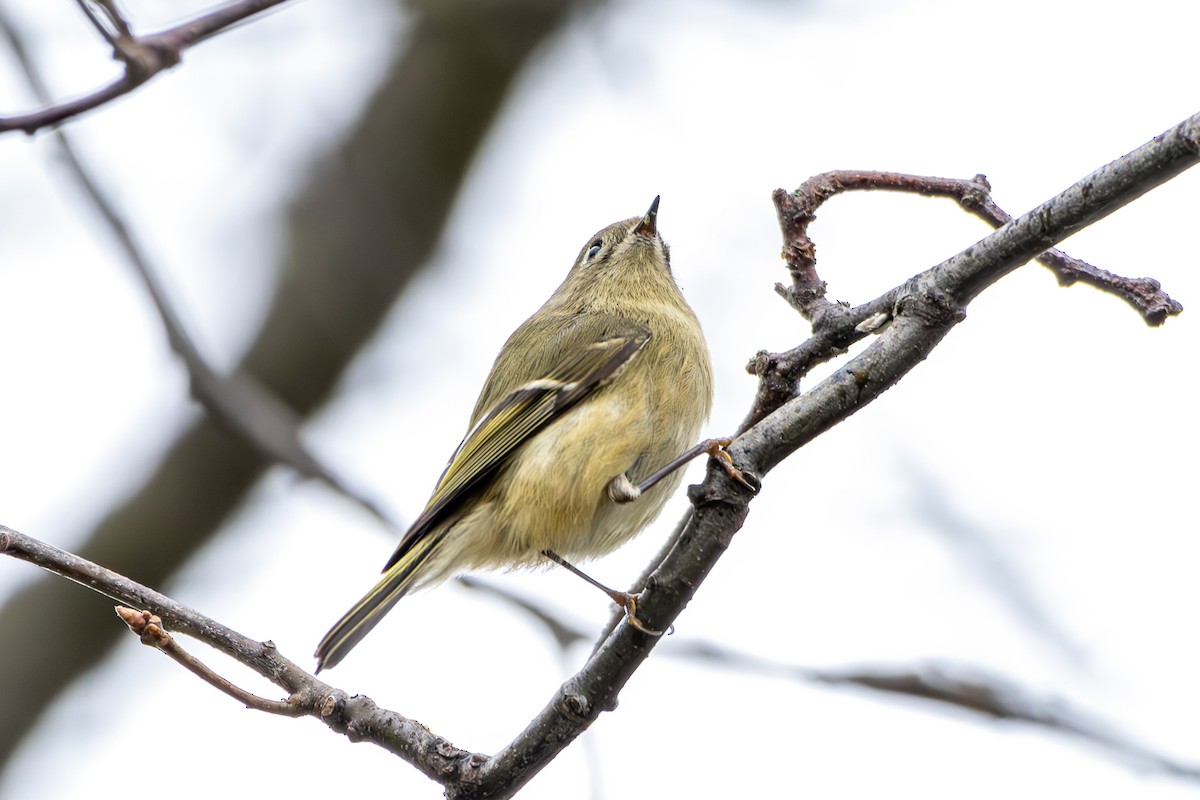 מלכילון אמריקני - ML646233264