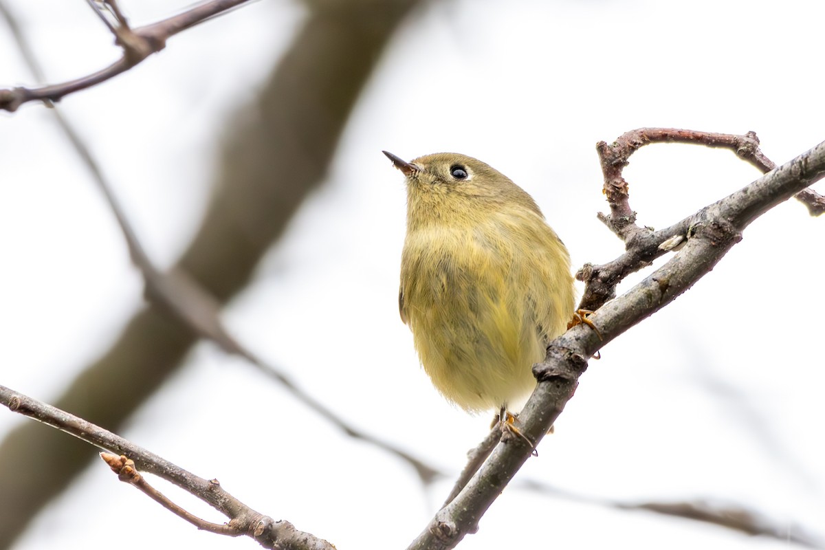 מלכילון אמריקני - ML646233265