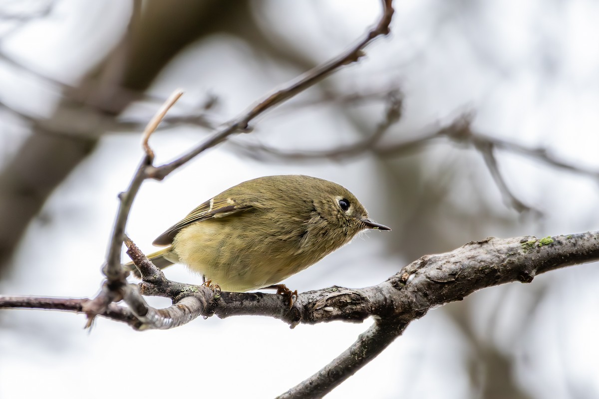 מלכילון אמריקני - ML646233266